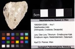 Foto (Objket + Etiketten) von Galatheoidea indet. 